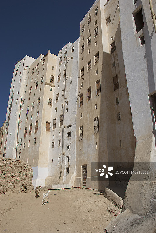 旧希巴姆塔楼下的两只山羊图片素材