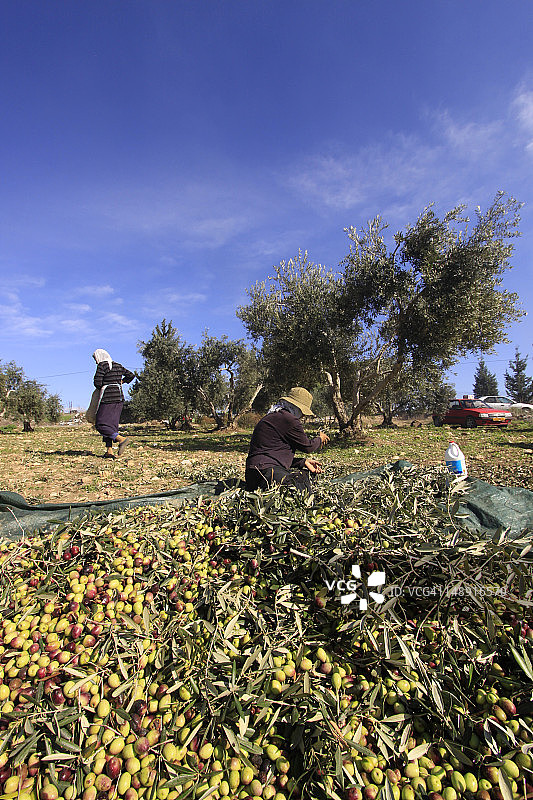 在以色列什法拉姆采摘橄榄图片素材