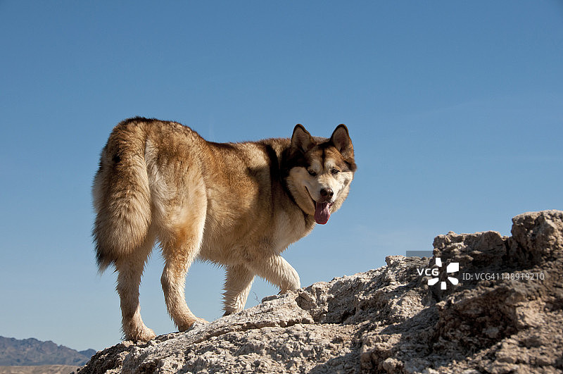 阿拉斯加 Malamute 犬图片素材
