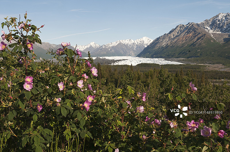 马塔努斯卡冰川图片素材