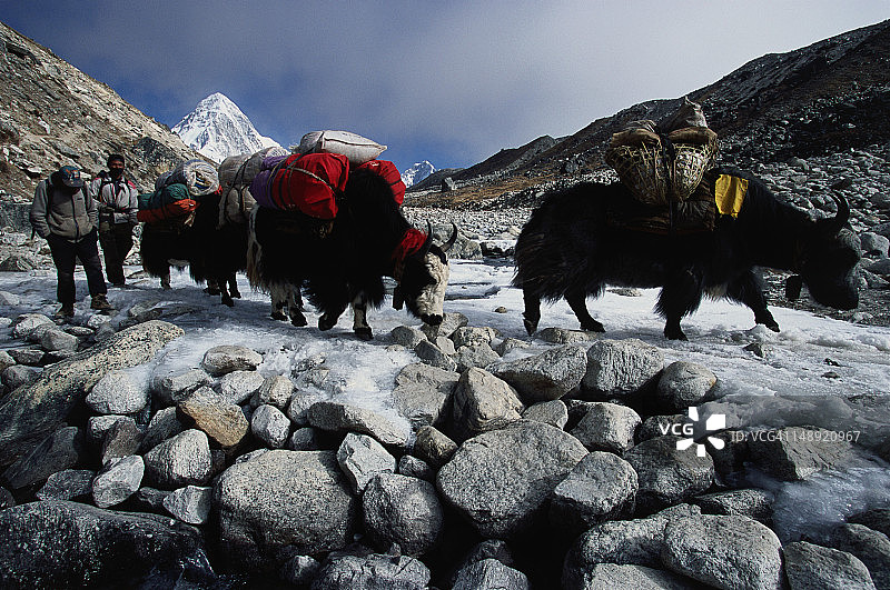 珠穆朗玛峰大本营的牦牛，背景是普莫里峰，萨加玛塔国家公园图片素材