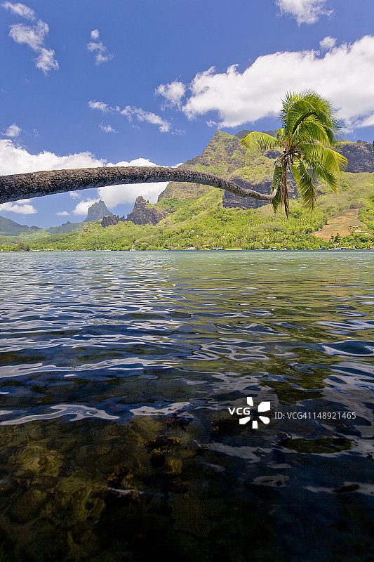 库克湾水上棕榈树，背景是罗图伊山，地平线上是托希亚山图片素材