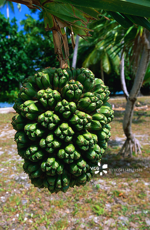 露兜树果实图片素材