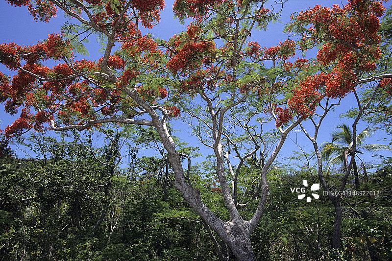 凤凰木和其他热带植物图片素材
