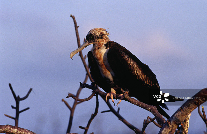 小军舰鸟幼鸟图片素材