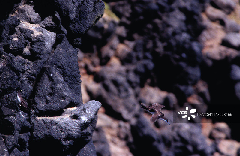 奥杜邦海鸥，在南广场岛悬崖边潜水图片素材