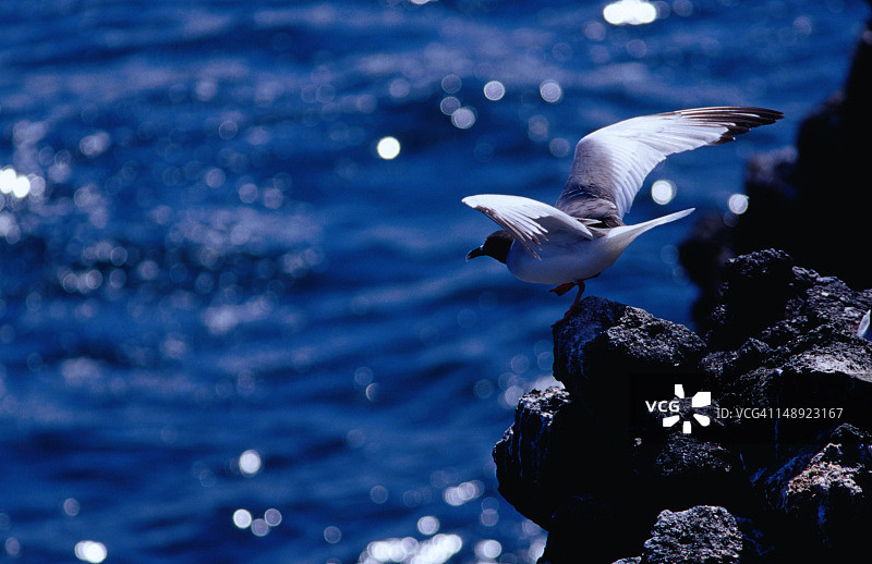 南广场岛上起飞的燕尾鸥图片素材