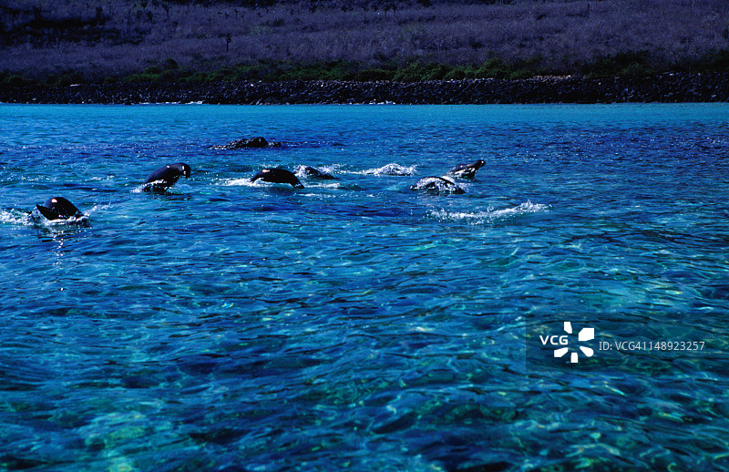 圣达菲岛附近的加拉帕戈斯海狮（加州海狮）图片素材