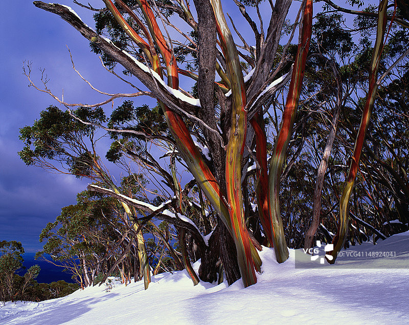 博博山平原上色彩鲜艳的雪桉树干图片素材