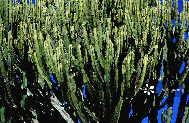 大津巴布韦国家纪念碑内的植物特写图片素材