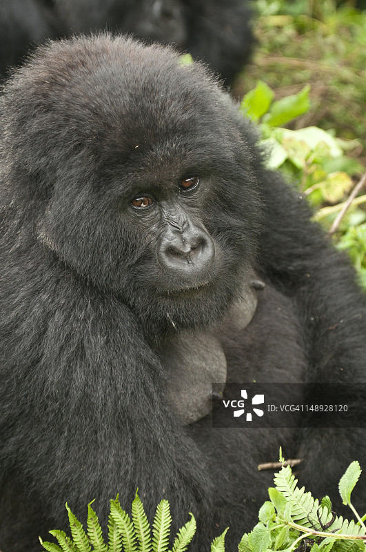 维龙加国家公园（火山国家公园）的阿马霍罗家族银背大猩猩图片素材