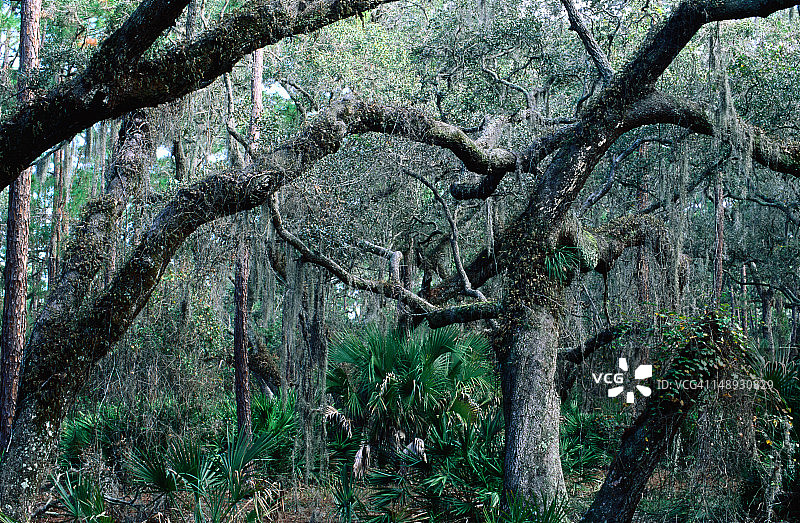 基西米湖州立公园大沼泽源头森林图片素材