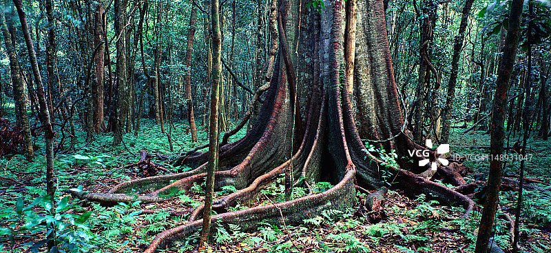 亚热带雨林图片素材