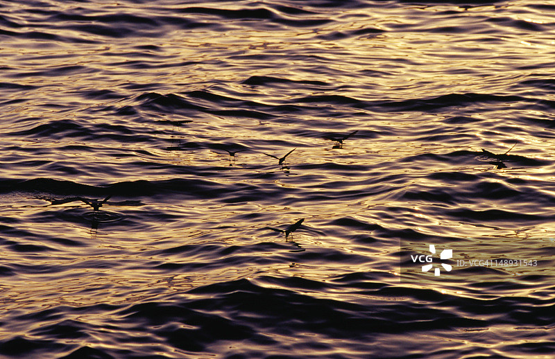 白色腹部的海燕图片素材