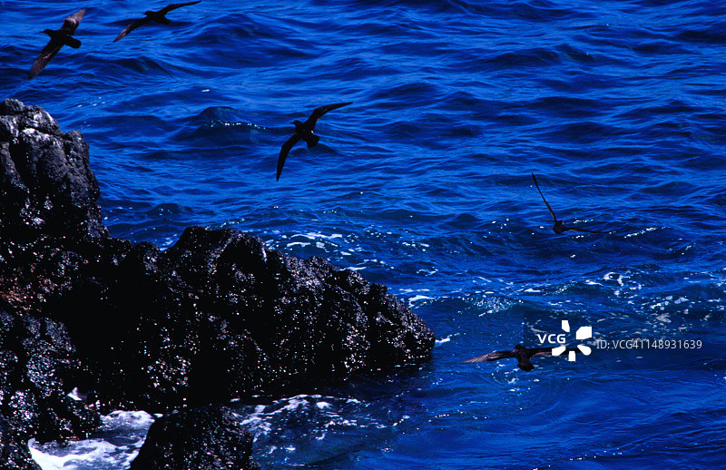 在南广场岛海岸线上飞行的棕色暗色海鸥（Anous stolidus）图片素材