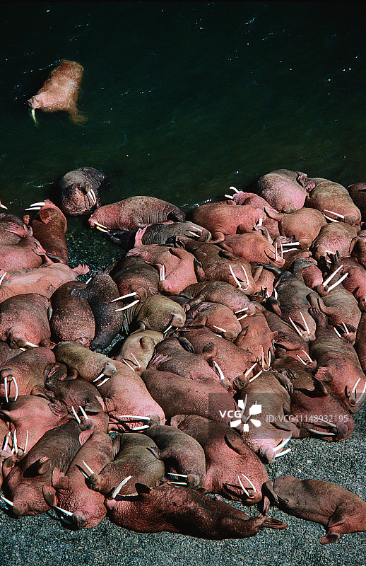 海象休息的头顶。图片素材