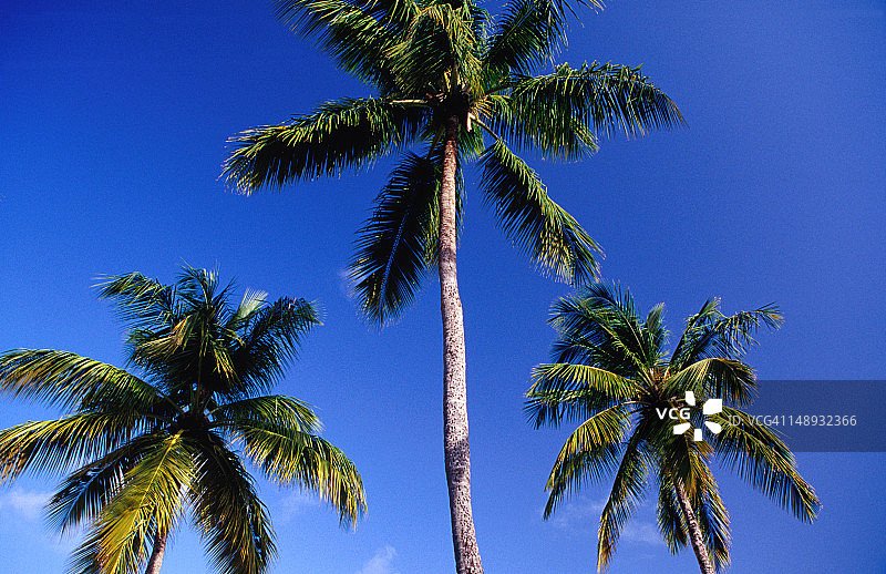罗德尼湾雷杜伊特海滩的棕榈树图片素材