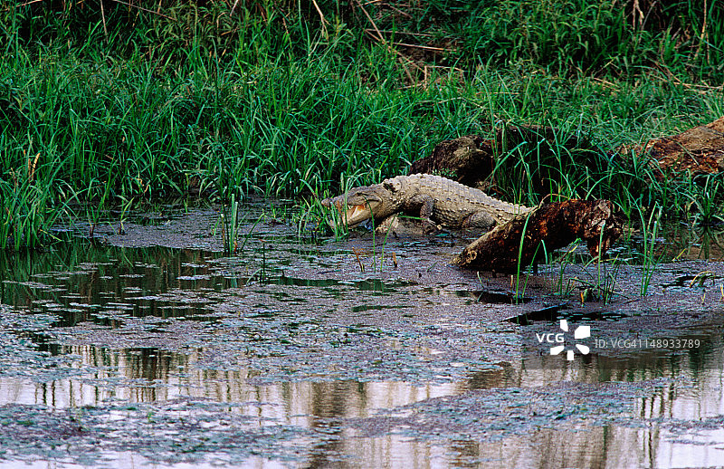 在拉米塔尔河岸上的鳄鱼。图片素材