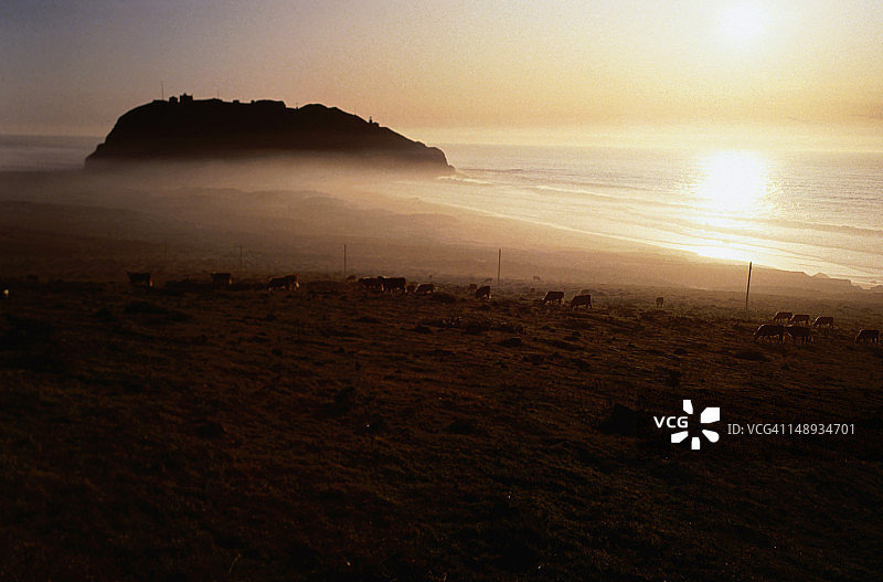 田野和瑟尔角的牛图片素材