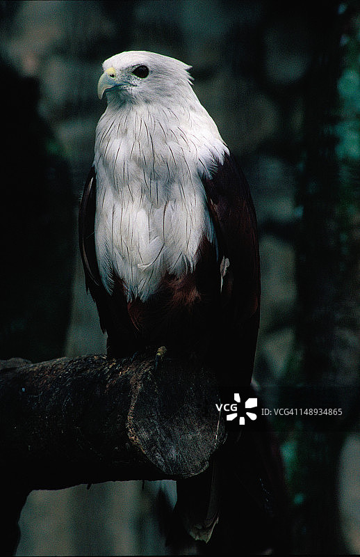 裕廊飞禽公园的鸟图片素材