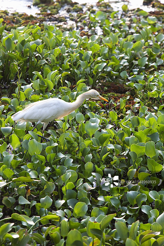 小白鹭在漂浮的水草上捕食图片素材