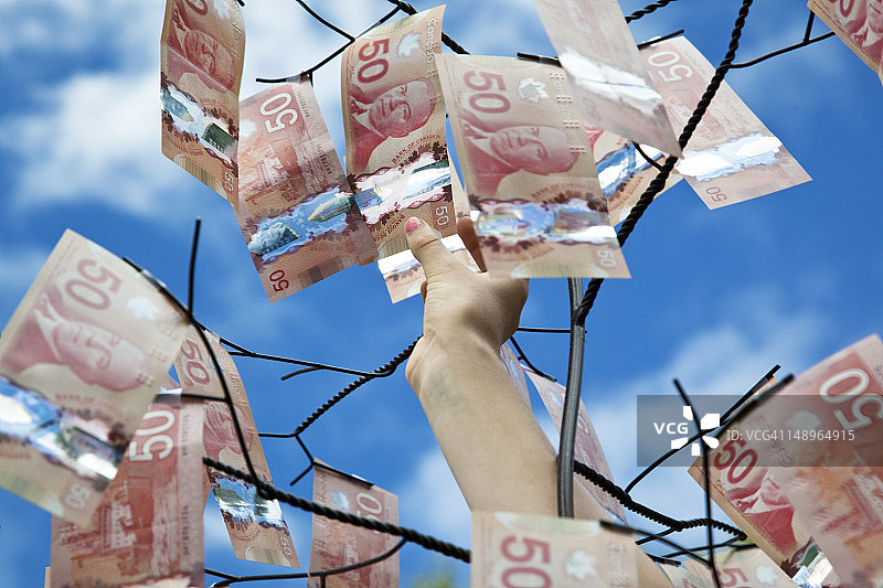 女孩从树上摘50加元纸币图片素材