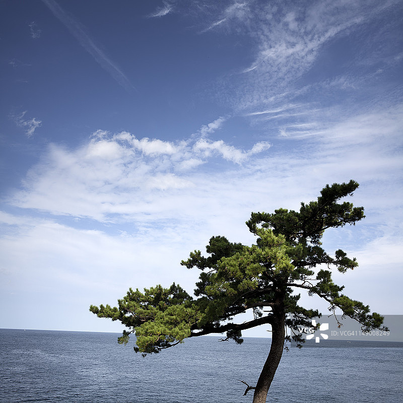 树木与海：尾崎海岸线图片素材
