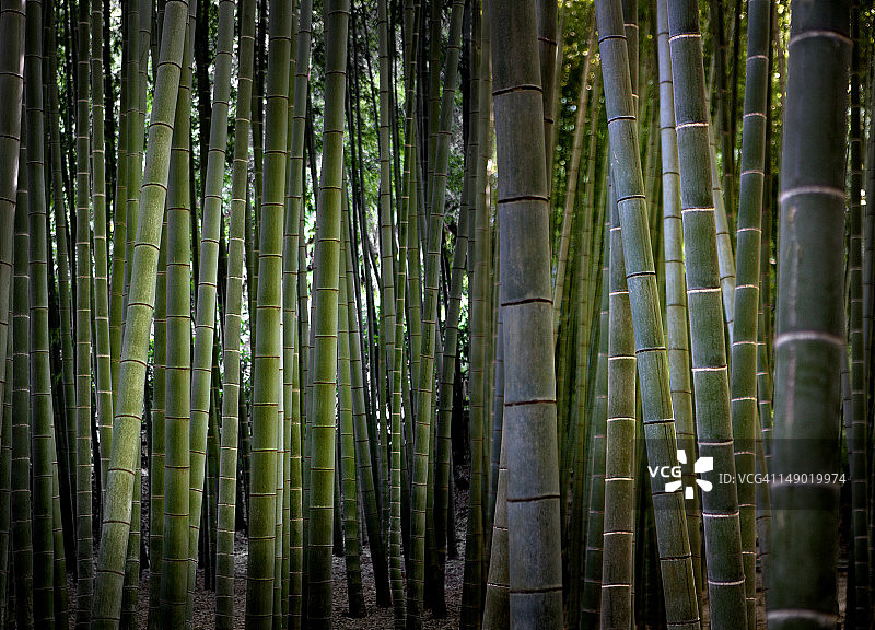报国寺竹林图片素材