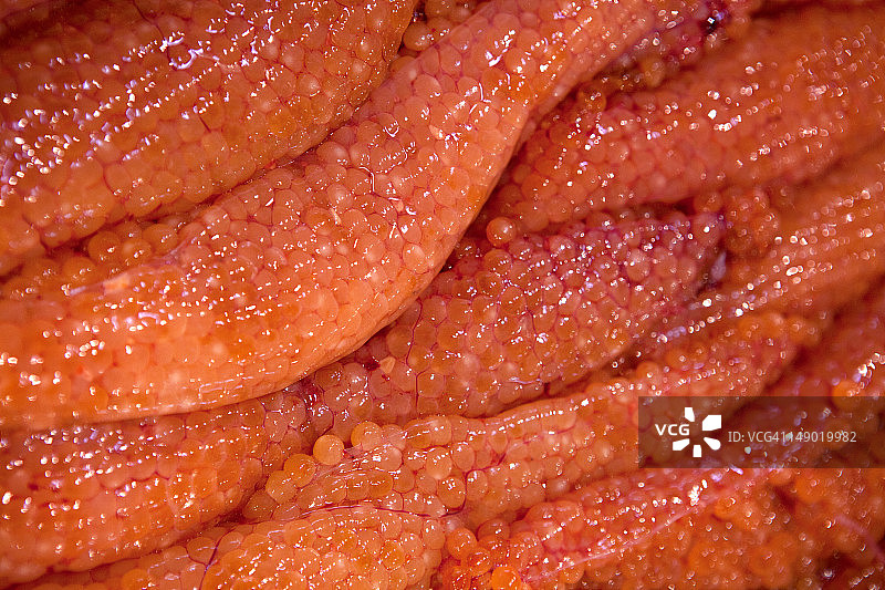 筑地市场的三文鱼籽图片素材