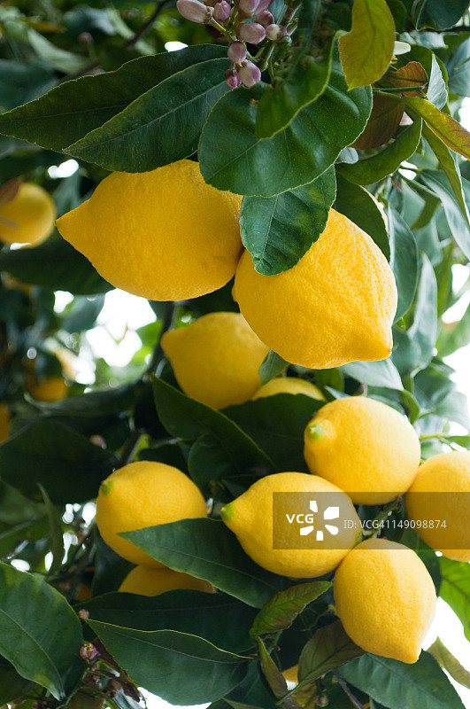 柠檬树图片素材