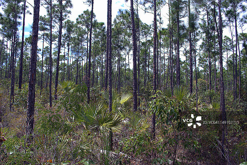 巴哈马安德罗斯岛松树林图片素材