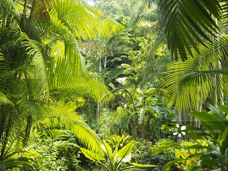 马来西亚热带雨林内景图片素材