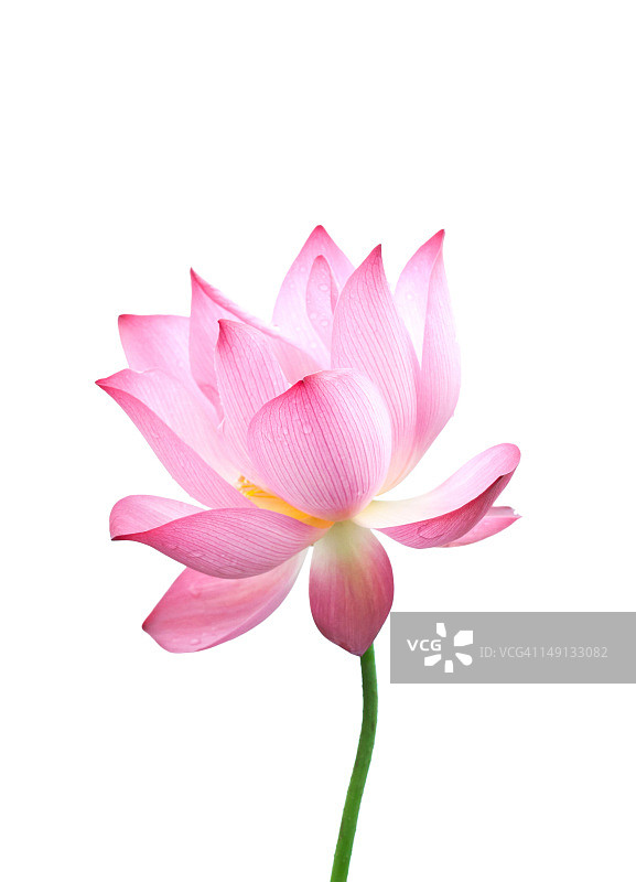 孤立的粉色莲花带茎特写图片素材