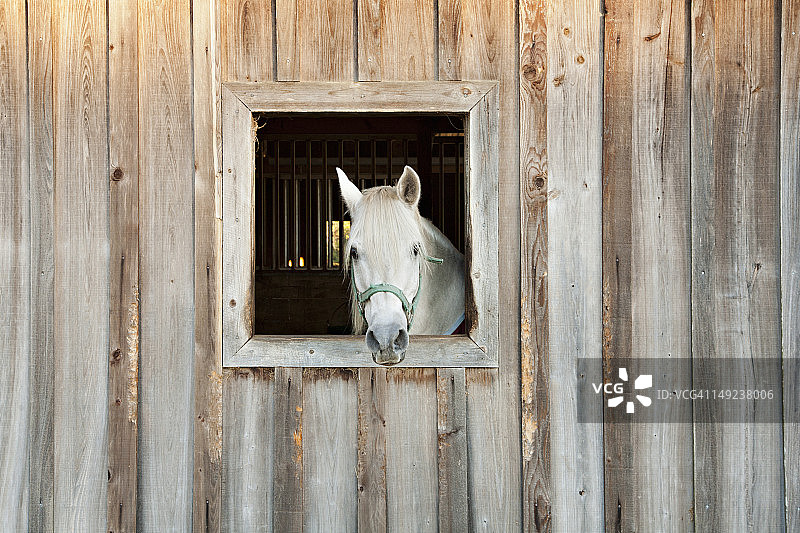 马从谷仓的窗户向外看图片素材