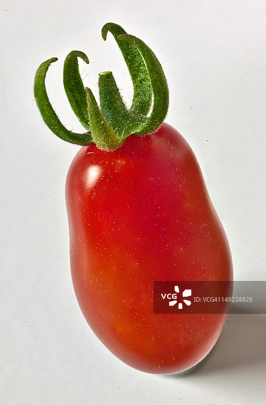 小番茄品种图片素材