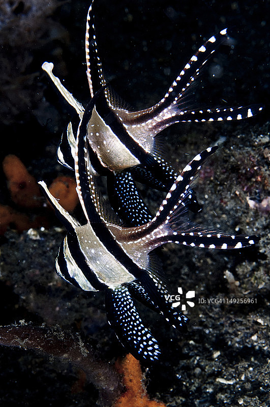 印度尼西亚北苏拉威西省邦盖群岛的邦盖海鲢图片素材