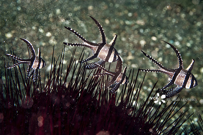印度尼西亚北苏拉威西省邦盖群岛的邦盖海鲢图片素材
