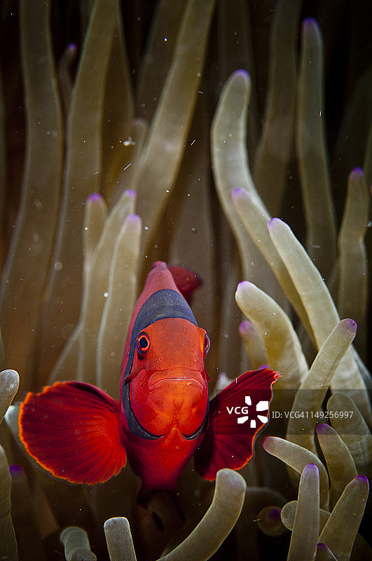 印度尼西亚北苏拉威西省Gangga岛的 Spinecheek 海葵鱼图片素材