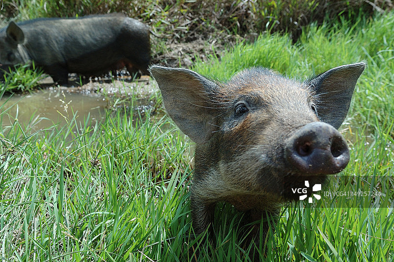 印度尼西亚伊里安查亚穆利亚丛林中的猪图片素材