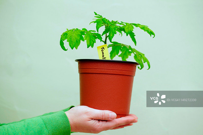 手持番茄植株的人图片素材