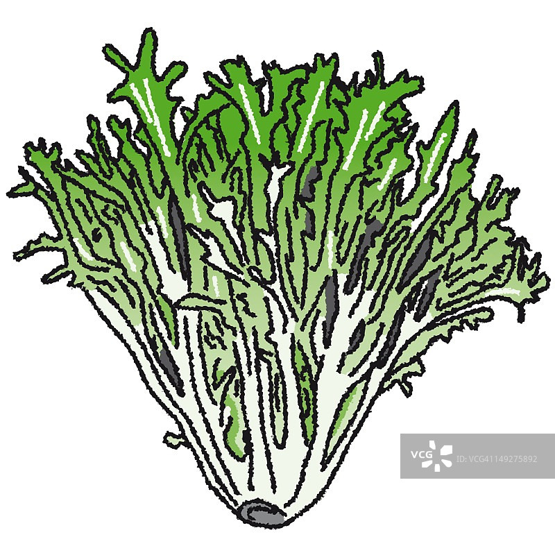 芝麻菜图片素材