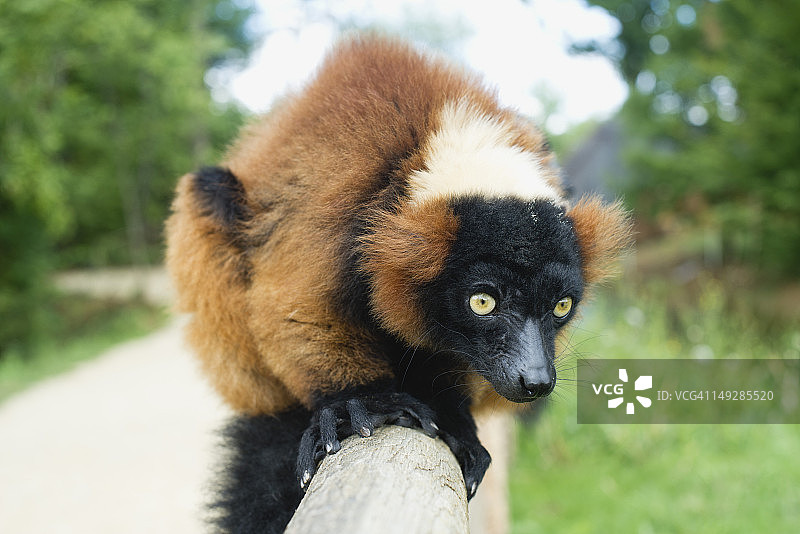 红色领狐猴图片素材