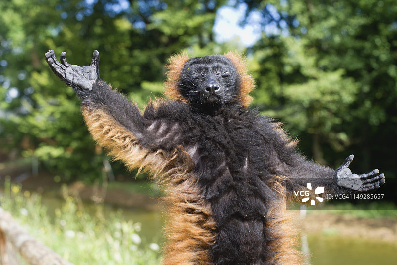 红色领狐猴图片素材