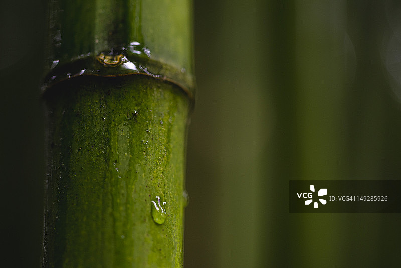 竹子上的水滴特写图片素材