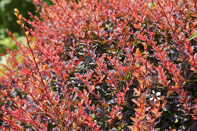 灌木上的红叶图片素材