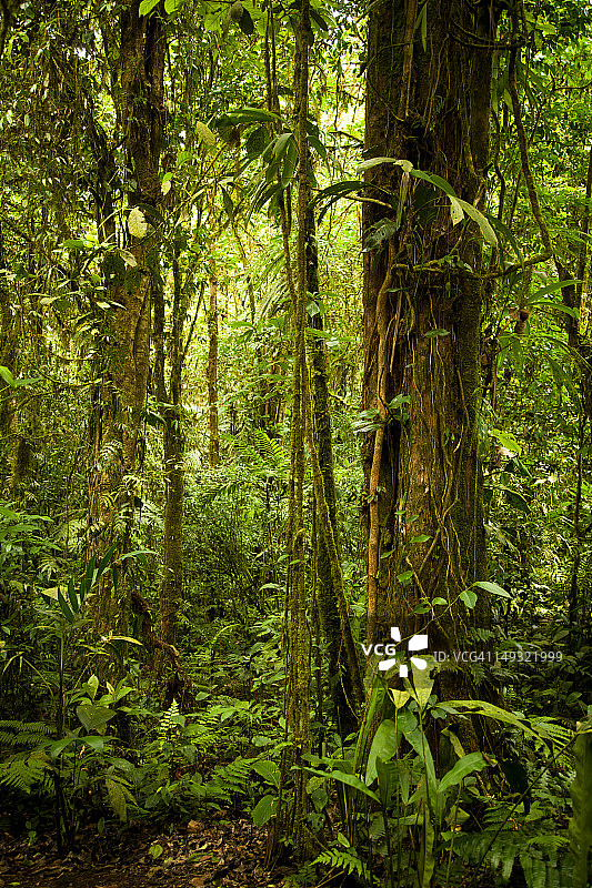 云雾森林中的茂密雨林图片素材