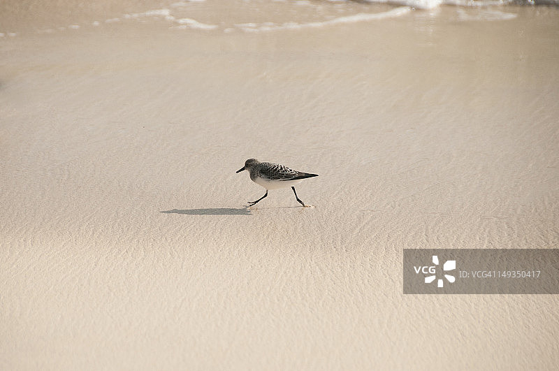 Playerito Blanquito图片素材