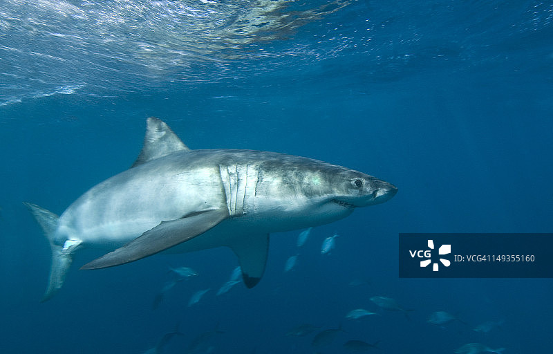大白鲨图片素材