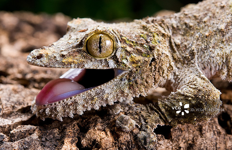 西科拉叶尾壁虎图片素材