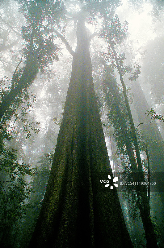 多里戈雨林图片素材